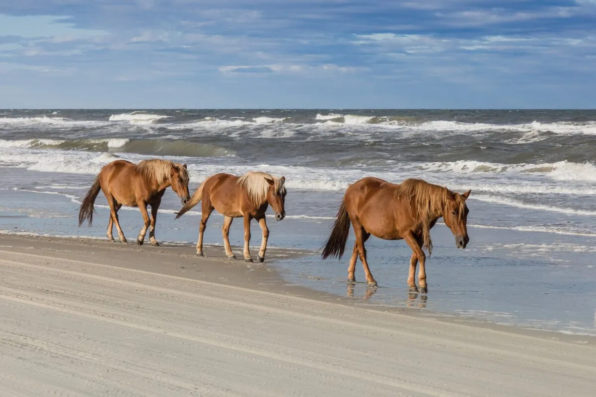 /img/8523-sanderling-resort-honeymoon.webp