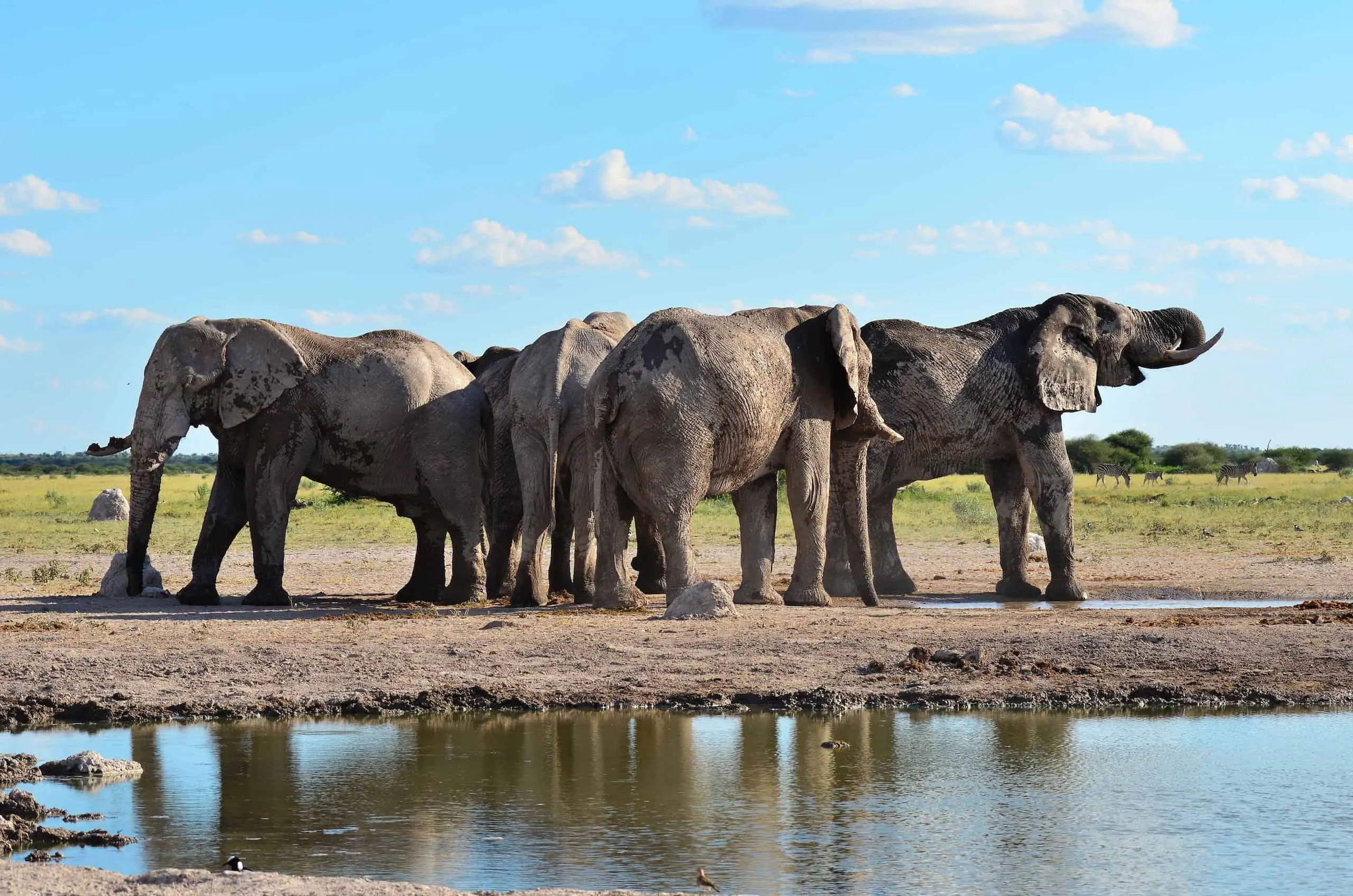 8589 botswana safari honeymoon planning