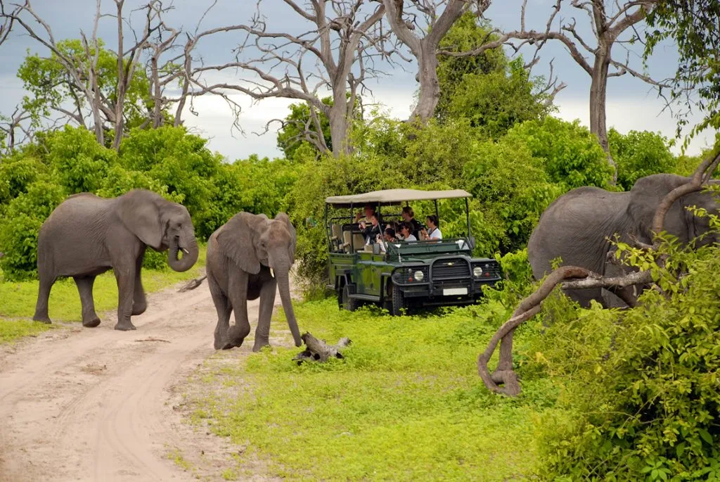 /img/8589-botswana-safari-packing.webp