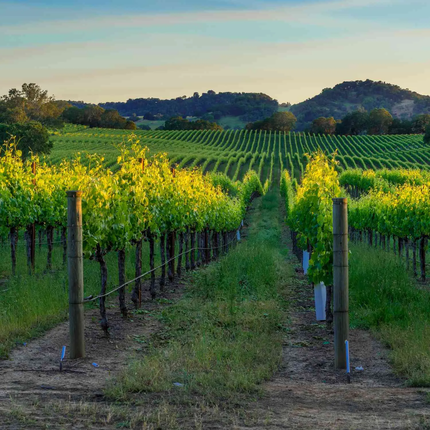 8595 napa vineyards