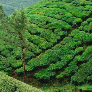 /img/8622-munnar-honeymoon-tea-garden.webp
