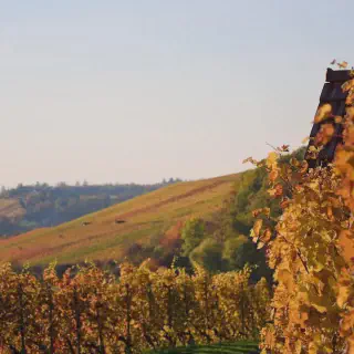 /img/8783-honeymoon-packing.webp