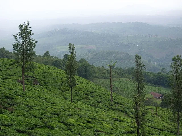 8842 thekkady wildlife