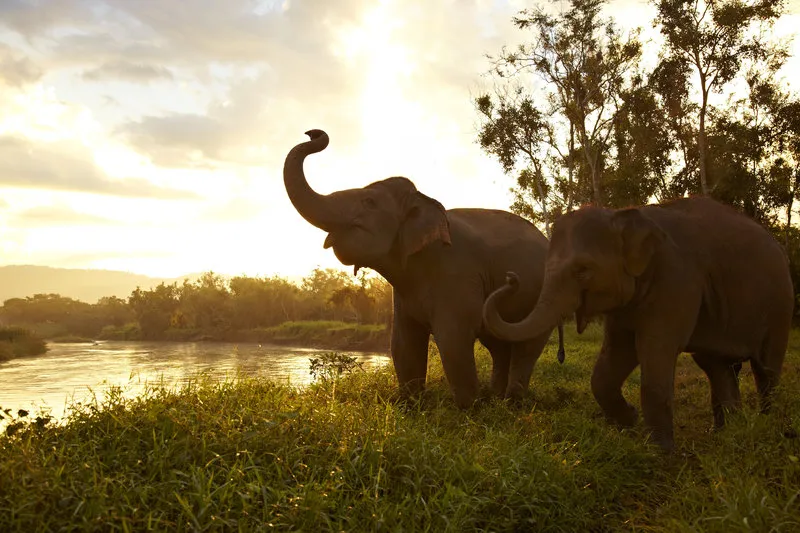 8850 thailand bali honeymoon image4
